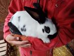 Konijn, Dieren en Toebehoren, Vrouwelijk, Middelgroot, 0 tot 2 jaar