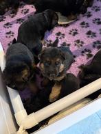 Stamboom duitseherder pups, Dieren en Toebehoren, CDV (hondenziekte), 8 tot 15 weken, Meerdere, Meerdere dieren