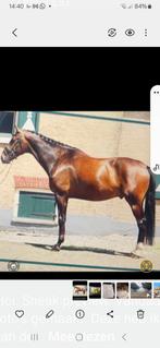 Talentvolle, brave 6 jarige ruin ( Apache x DeNiro), Dieren en Toebehoren, Paarden, Ruin, Recreatiepaard
