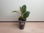 Bonte rubberboom Ficus elastica Tineke, Huis en Inrichting, Kamerplanten, Minder dan 100 cm, Ficus, Halfschaduw, In pot