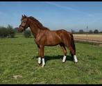 3 jarige ruin van santiano, Dieren en Toebehoren, Paarden, Gechipt, Ruin, Dressuurpaard, Zadelmak