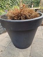 Grote pot met plant, Kunststof, Minder dan 60 cm, Rond, Ophalen of Verzenden