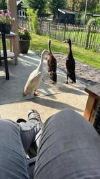 Tamme loopeenden te koop, Dieren en Toebehoren, Meerdere dieren, Eend