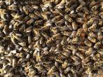 Bijenvolk gezocht een bijenvolk, Dieren en Toebehoren, Insecten en Spinnen, Bijen