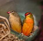 Goudbuikjes mannen gezocht, Dieren en Toebehoren, Vogels | Overige Vogels, Meerdere dieren, Tropenvogel