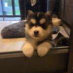 F3 Pomsky pups (mini-husky), Dieren en Toebehoren, België, Fokker | Hobbymatig, Rabiës (hondsdolheid), Overige rassen