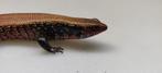 Fernands riopa (Fireskink), Slang, 0 tot 2 jaar