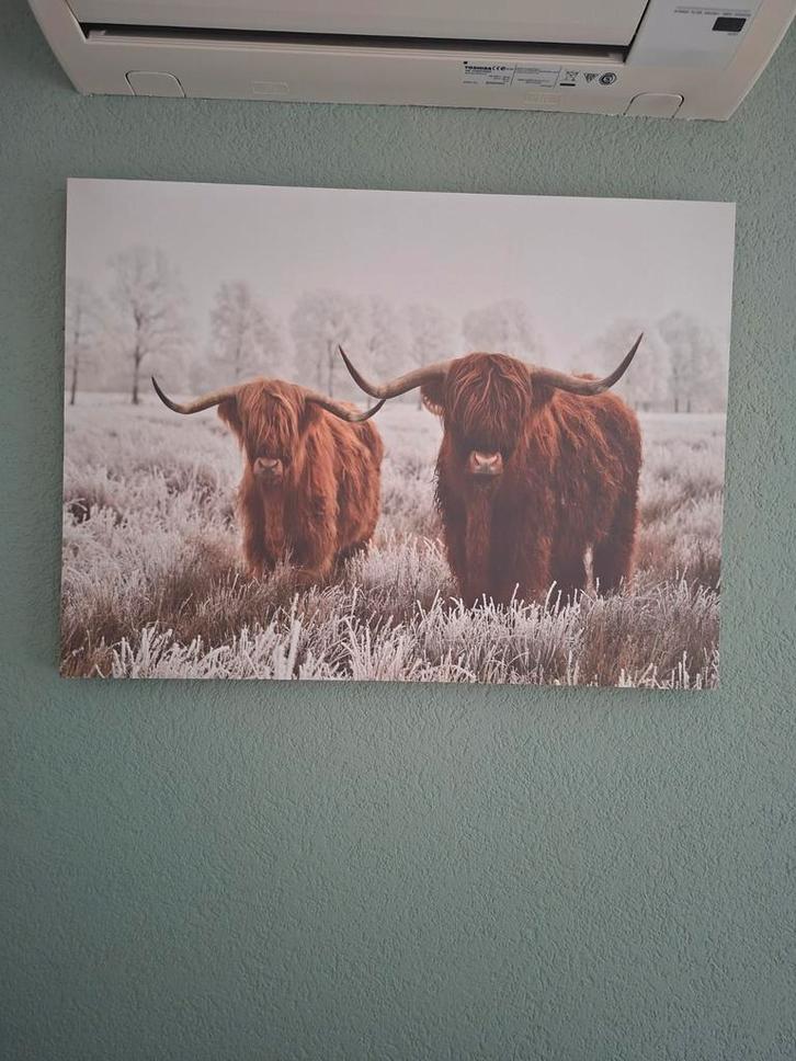 Schotse Hooglanders Print, Huis en Inrichting, Woonaccessoires | Schilderijen, Tekeningen en Foto's, Ophalen of Verzenden