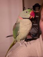 Grote alexander parkiet, Mannelijk, Parkiet, Pratend