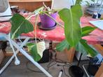 Philodendron  golden  dragon, Huis en Inrichting, Kamerplanten, Overige soorten, In pot, Minder dan 100 cm, Groene kamerplant