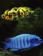 50 soorten Malawi cichlide, sterke kleurige aquariumvissen, Dieren en Toebehoren, Vissen | Aquariumvissen, Vis