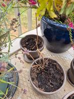 Vlinderstruikjes in pot, Volle zon, Vaste plant, Zomer, Ophalen