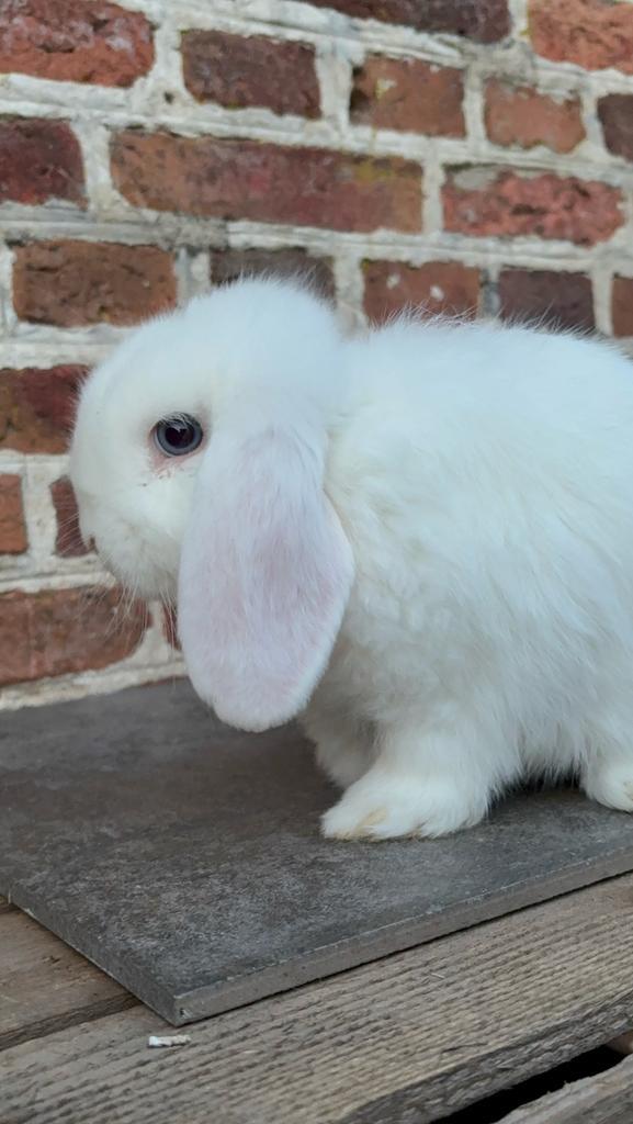 Speciaal NHD x Minilop voedstertje🩷, Dieren en Toebehoren, Konijnen, Dwerg, Vrouwelijk, 0 tot 2 jaar, Hangoor