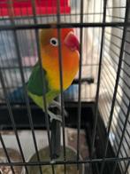 Agapronis te koop, Dieren en Toebehoren, Vogels | Parkieten en Papegaaien, Mannelijk, Dwergpapegaai of Agapornis