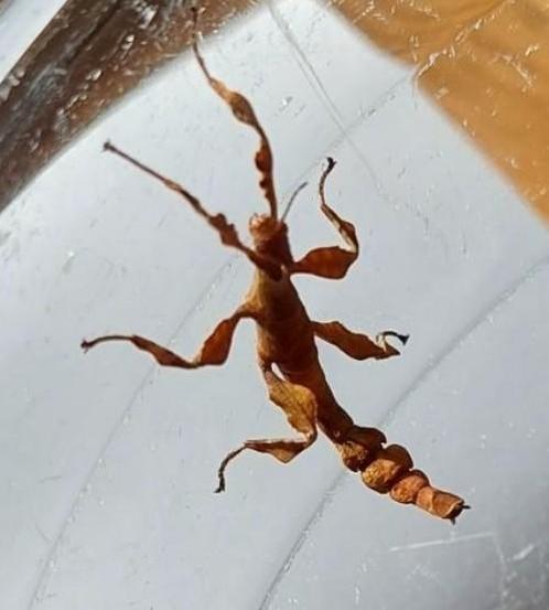 Australische flappentakken nimfjes, Dieren en Toebehoren, Insecten en Spinnen, Wandelende tak