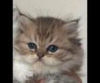 Britse langhaar kitten, Dieren en Toebehoren, Katten en Kittens | Raskatten | Langhaar, Kater, Gechipt