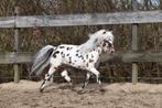 Goedgekeurde Appaloosa hengsten ter dekking, Dieren en Toebehoren, Paarden en Pony's | Dekhengsten en Fokmerries, Hengst