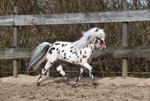 Goedgekeurde Appaloosa hengsten ter dekking, Dieren en Toebehoren, Paarden en Pony's | Dekhengsten en Fokmerries, Hengst