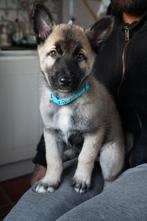 Prachtige Husky x Mechelse herder kruising pups, 8 tot 15 weken, Meerdere, Meerdere dieren, Herder