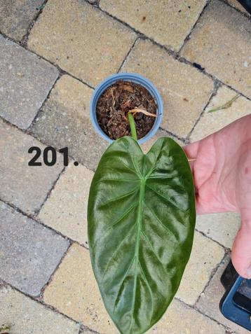 Alocasia wentii plantje beschikbaar voor biedingen