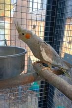 Valkparkiet jongen (uit de voliere), Dieren en Toebehoren, Vogels | Parkieten en Papegaaien, Meerdere dieren, Parkiet, Tam