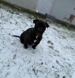 Amerikaanse stafford puppy, België, Particulier, Rabiës (hondsdolheid), 8 tot 15 weken