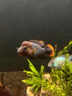 Green Terror, Dieren en Toebehoren, Vissen | Aquariumvissen, Vis