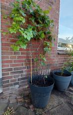 Druivenboom - 4 jaar oud - Vruchtbaar, Ophalen, Vaste plant, Fruitplanten, Volle zon
