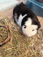GRATIS cavia op te halen, Dieren en Toebehoren, Knaagdieren, Cavia, Mannelijk, Tam, September