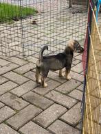 Jack Russel pups – Black & Tan, Dieren en Toebehoren, Honden | Jack Russells en Terriërs, Jack Russell Terriër, 8 tot 15 weken