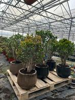 Vetplanten: Crassula, Jade, Geldboom - Groot & Klein, Ophalen, Vetplant, 100 tot 150 cm, In pot