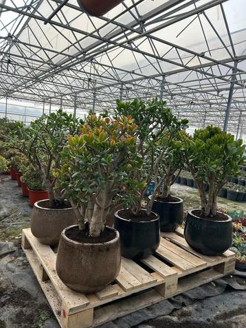 Vetplanten: Crassula, Jade, Geldboom - Groot & Klein beschikbaar voor biedingen