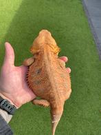 Baardagaam man, Dieren en Toebehoren, Reptielen en Amfibieën, Hagedis, 0 tot 2 jaar