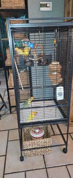 Dwergpapegaaien inclusief kooi, Dieren en Toebehoren, Mannelijk, Dwergpapegaai of Agapornis