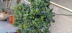 Viburnum tinus 60 / 80 cm hoogte in 25 / 30 liter containerp, Ophalen, Winter, Overige soorten, Halfschaduw