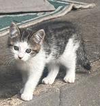 Boerderij kittens mei 2025, Poes, Kortharig, 0 tot 2 jaar