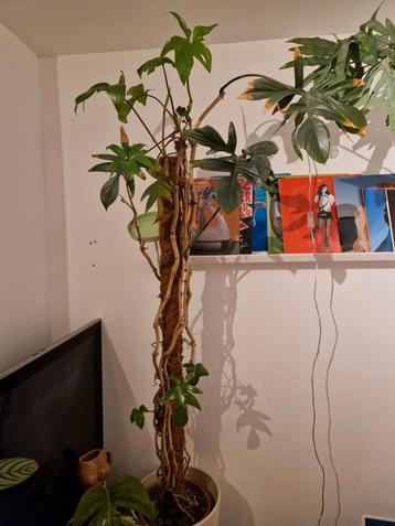 Meerdere grote planten opruiming!!!! beschikbaar voor biedingen