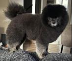 Pomeriaan / dwerg keeshond, teefje 5 jaar, Dieren en Toebehoren, België, Particulier, Teef, Eén hond