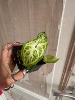 Syngonium Batik stek op potgrond, Ophalen of Verzenden