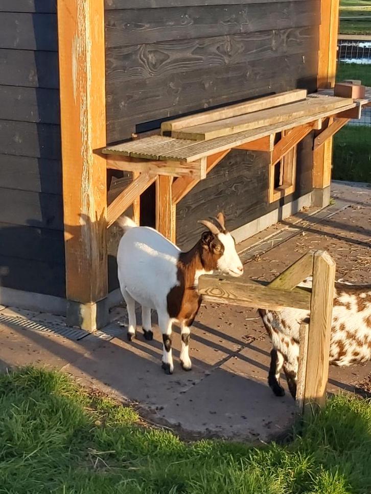 2 prachtige dwerggeiten zoeken een mooi plekje, Dieren en Toebehoren, Schapen, Geiten en Varkens
