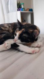 Gesteriliseerde poes   zoekt boerderij!, Dieren en Toebehoren, Katten en Kittens | Overige Katten