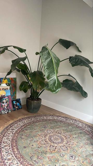 Strelitzia kamerplant beschikbaar voor biedingen