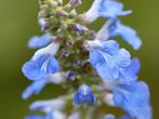 Salvia uliginosa - vaste plant, Zomer, Vaste plant, Overige soorten, Ophalen