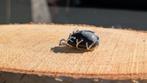 Zeldzame Grote Sneeuwvlok Obsidiaan hanger., Nieuw, Ophalen of Verzenden, 17 tot 18, Dame
