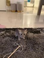 Kitten, Geslacht onbekend, 0 tot 2 jaar