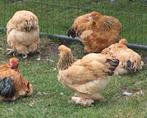 Te koop brahma kippen columbia buf ook losse hanen te koop, Dieren en Toebehoren, Pluimvee, Meerdere dieren, Kip