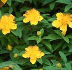 Hertshooi, vaste plant, Tuin en Terras, Ophalen of Verzenden, Zomer, Overige soorten, Volle zon