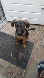 Pup Bella zoekt een for ever home, 8 tot 15 weken, Teef, Bulldog, Eén hond