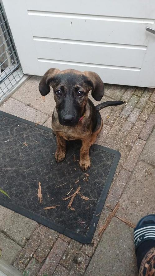 Pup Bella zoekt een for ever home, Dieren en Toebehoren, Honden | Bulldogs, Pinschers en Molossers, Teef, Bulldog, Particulier
