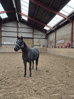 Knappe ruin met veel potentie, Dieren en Toebehoren, Pony's, Gechipt, Ruin, Dressuurpony, L